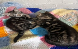 Mixed Breed cats for sale: Playful kittens ready to leave! - Image 18