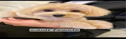 Maltipoo dogs for sale: Apricot Toy Maltipoos from KC health tested champ  - Advert 21