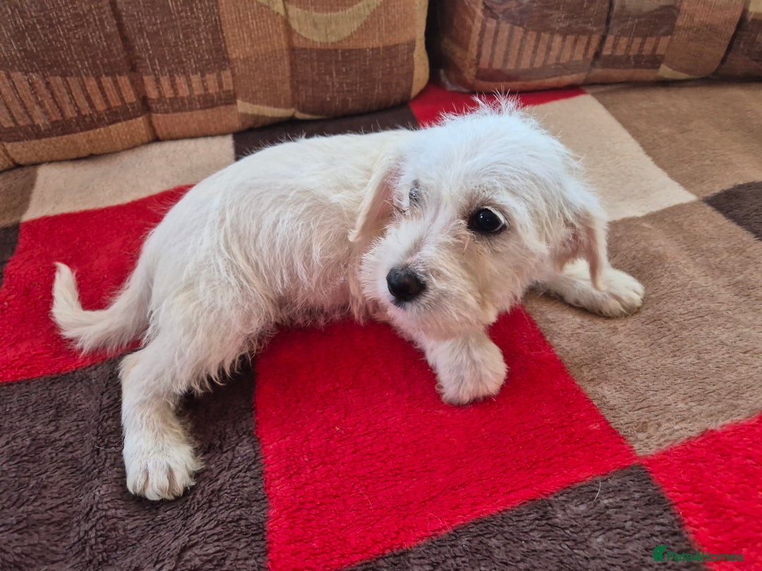 Jackapoo dogs for sale: jackapoo puppies - Image 5