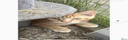 Maine Coon cats for sale: Last ginger Maine coon x  - Advert 2