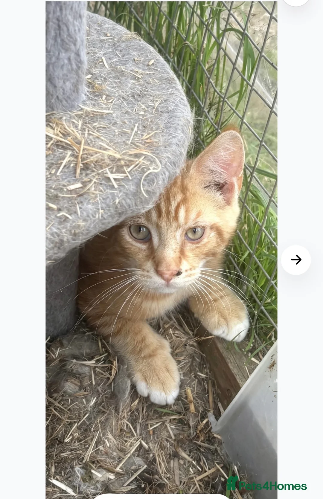Maine Coon cats for sale: Last ginger Maine coon x  - Advert 2