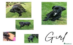 Mixed Breed dogs for sale: Ready to collect – Cane Corso puppies  - Image 3