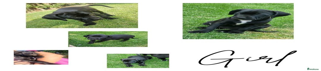 Puppy 2