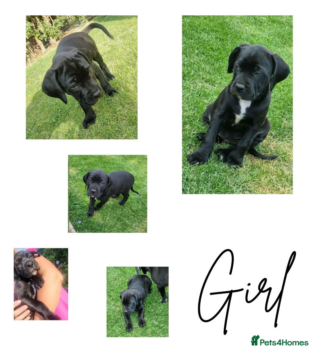 Mixed Breed dogs for sale: Ready to collect – Cane Corso puppies  - Image 3