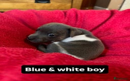Jack Russell dogs for sale: Rare coloured miniature Jack Russel puppies  - Image 6