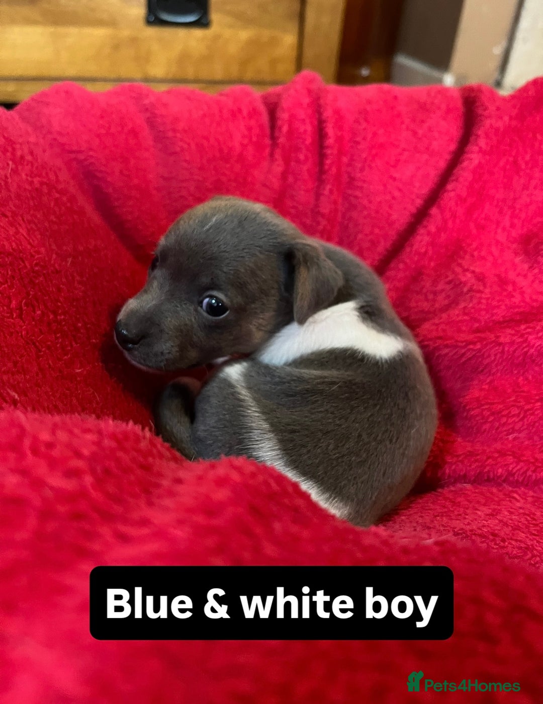 Jack Russell dogs for sale: Rare coloured miniature Jack Russel puppies  - Image 6