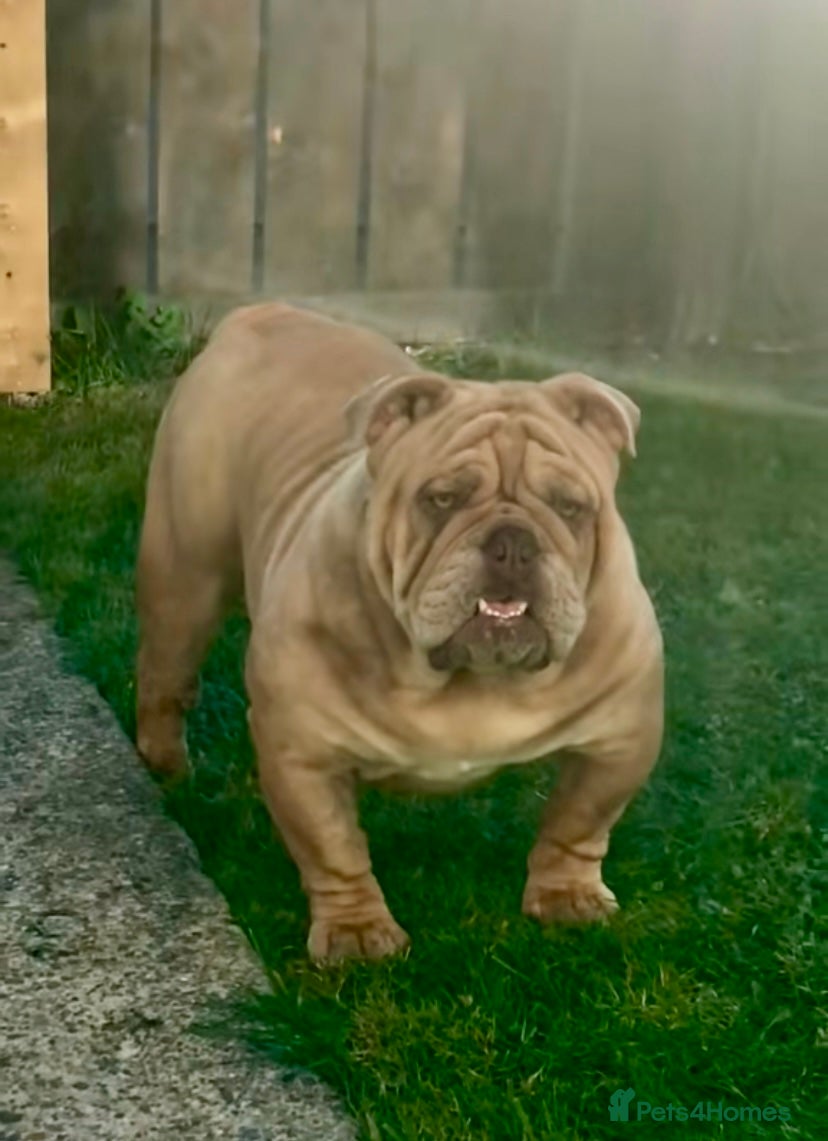 English Bulldog dogs Fluffy carrier British bulldog stud  - Advert 7