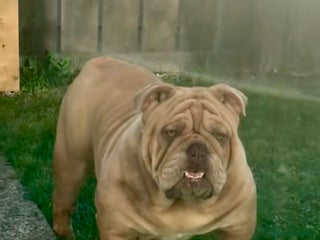English Bulldog dogs Fluffy carrier British bulldog stud - Advert 7