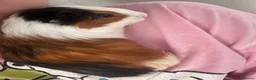 Guinea Pig rodents for sale: Smart 8weeks guinea pig and cages in Bootle - Advert 4