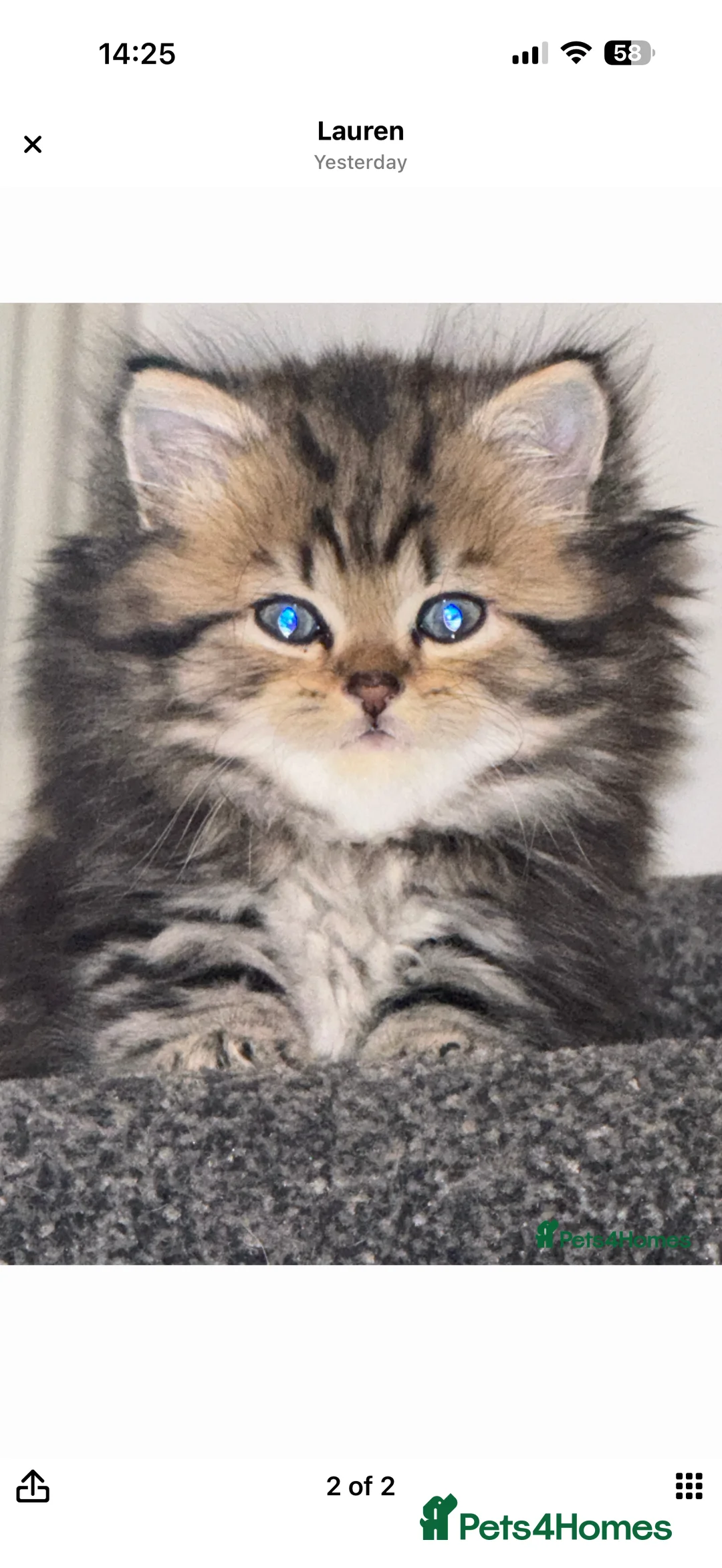 Persian cats for sale: Beautiful Persian kittens  - Advert 2