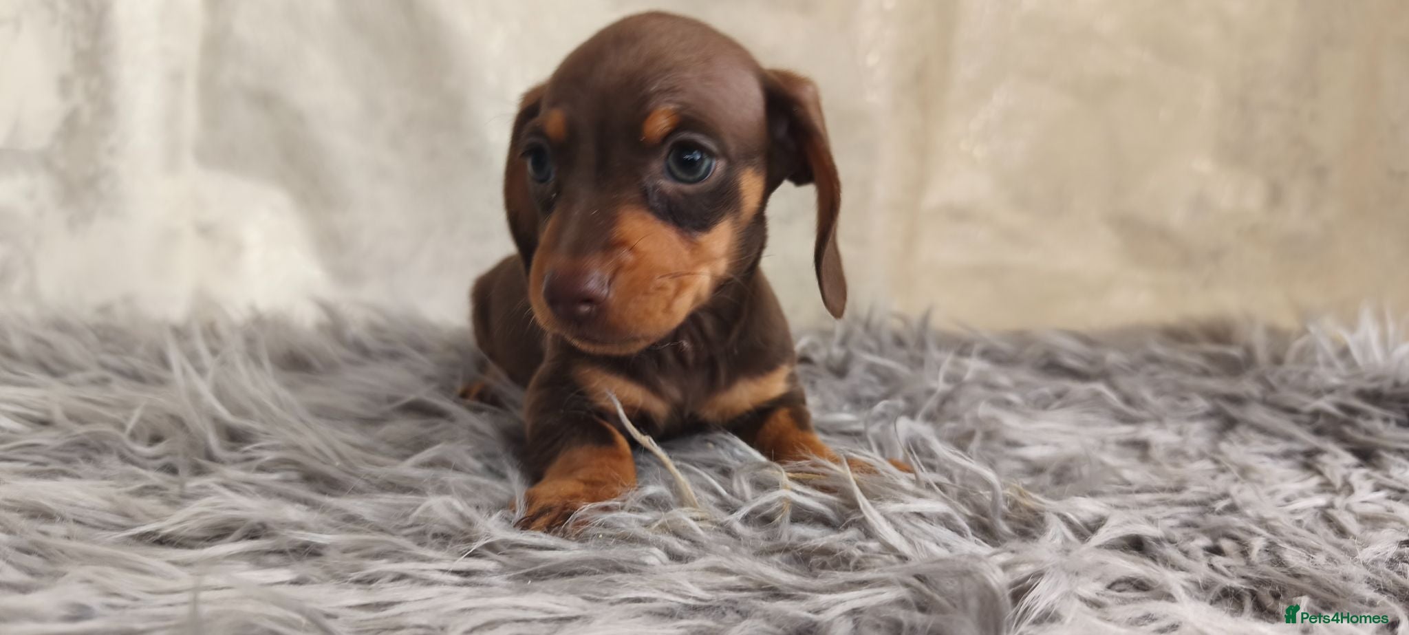 Miniature Dachshund dogs Exceptional  top quality miniature dachshund kc - Advert 2