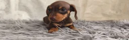 Miniature Dachshund dogs for sale: Exceptional  top quality miniature dachshund kc - Advert 8