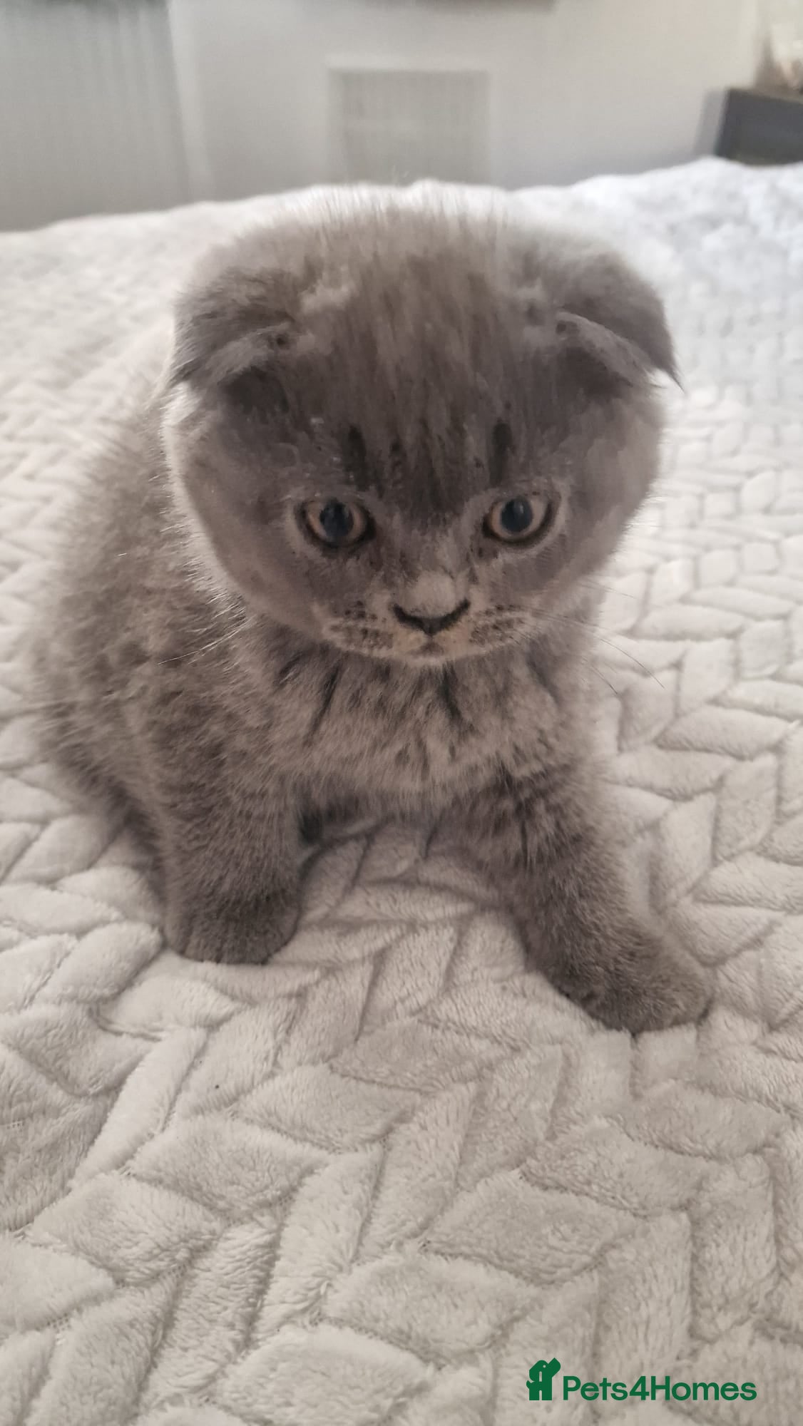 British Shorthair cats Scottish Fold kittens - Advert 1