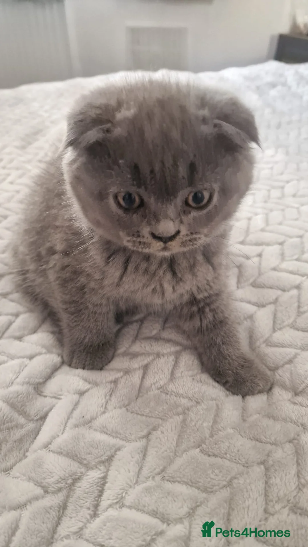 British Shorthair cats for sale: Scottish Fold kittens in London - Advert 1