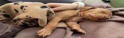 Hungarian Vizsla dogs for sale: 9 Vizsla Puppies for Sale - Advert 8