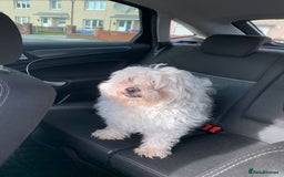 Maltese dogs for stud: Maltese terrier for stud - Image 3