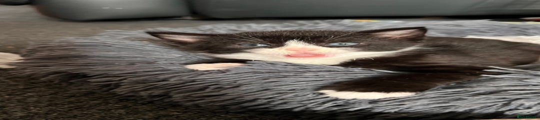 Mixed Breed Kitten 1