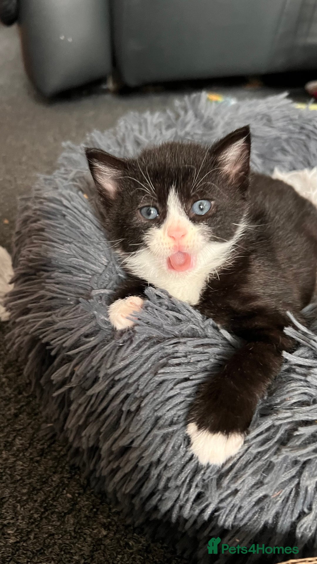 Mixed Breed cats for sale: adorable tuxedo kittens - Advert 7