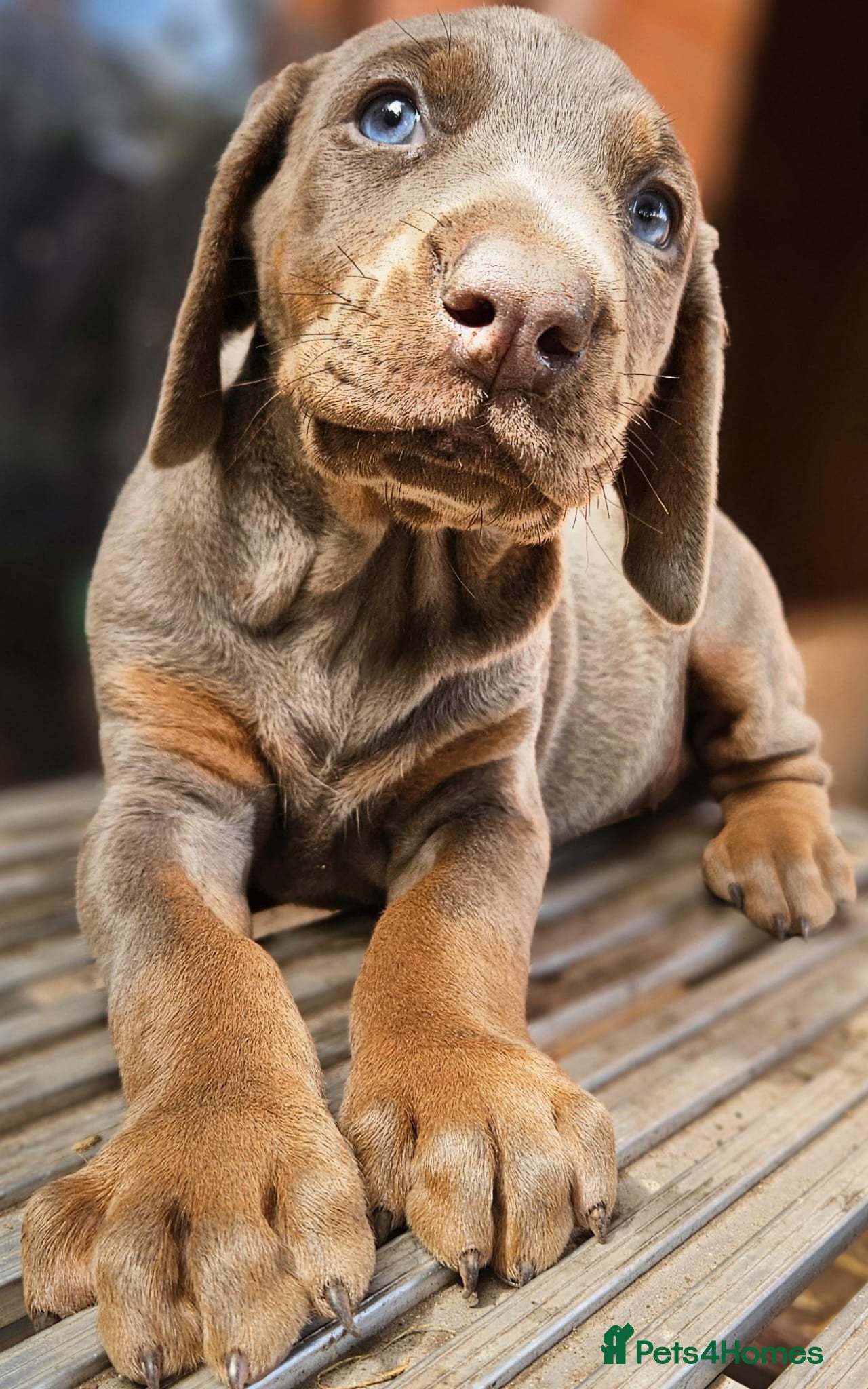 Dobermann dogs Dobermann pups International Champion Bloodline - Advert 2
