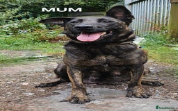 Belgian Shepherd Dog dogs for sale: 2 DUCTH SHEPHERD FEMALE PUPPIES  - Image 4