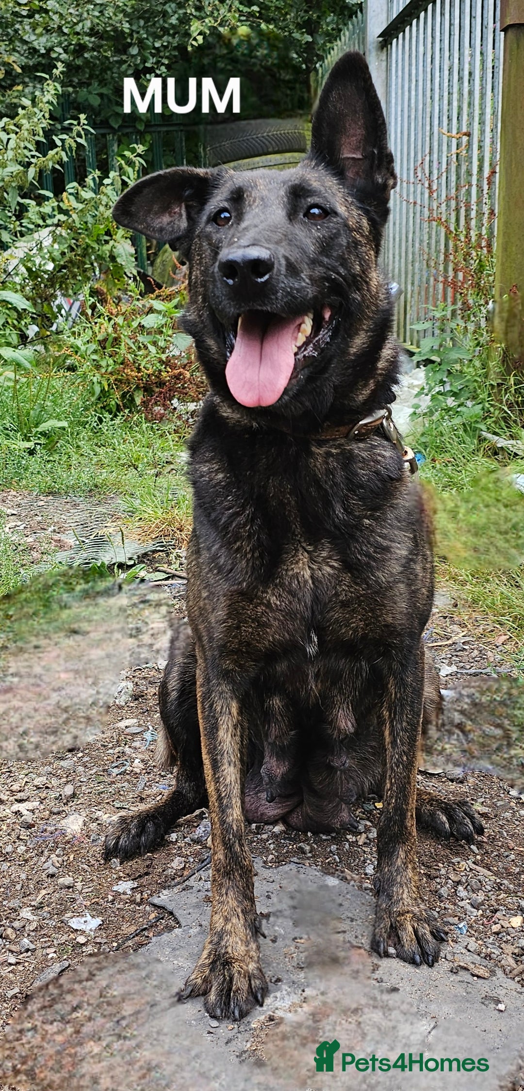 Belgian Shepherd Dog dogs for sale: 2 DUCTH SHEPHERD FEMALE PUPPIES  - Image 4