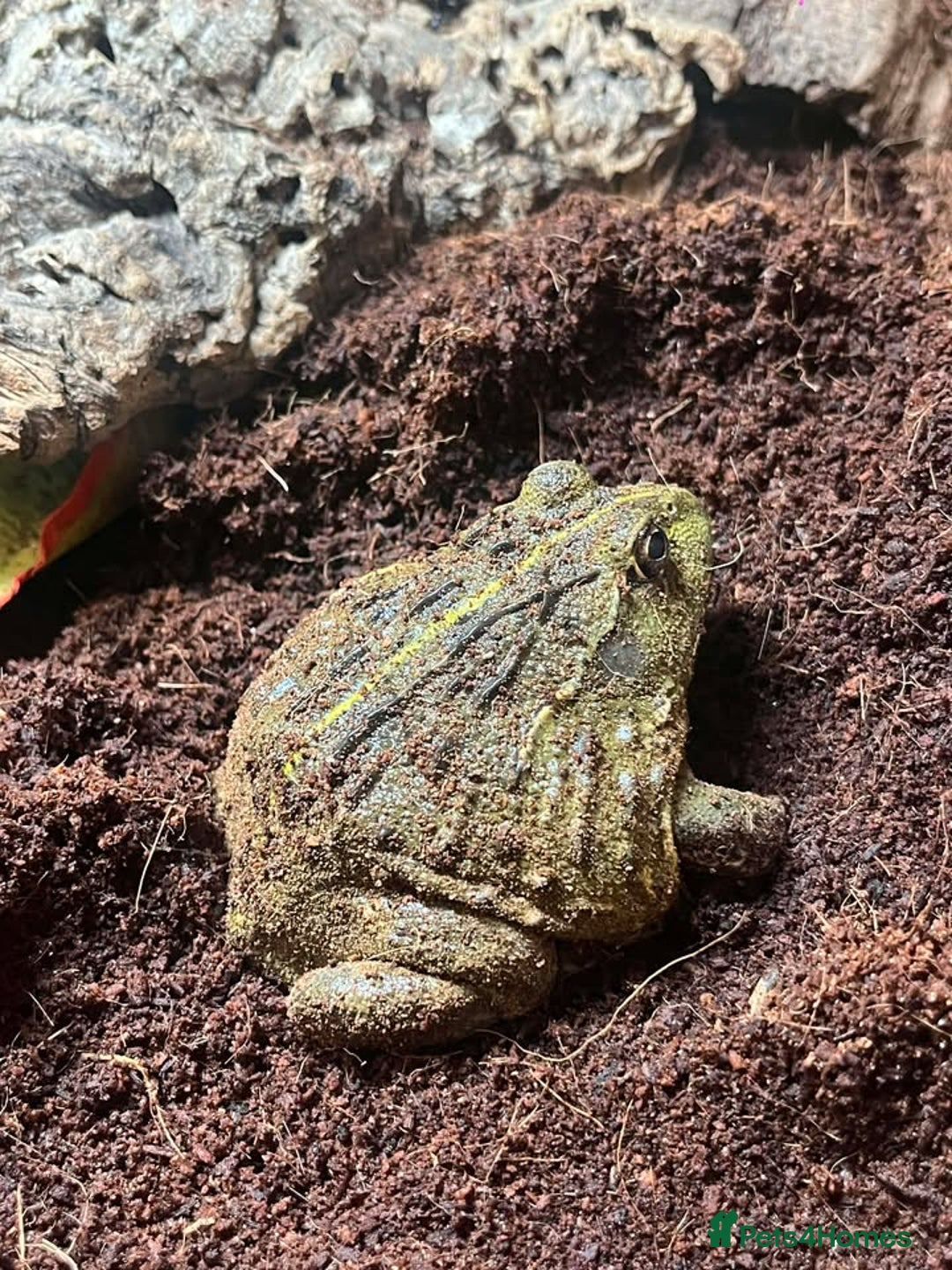 Bearded Dragon reptiles for sale: Variety of reptiles  - Advert 4