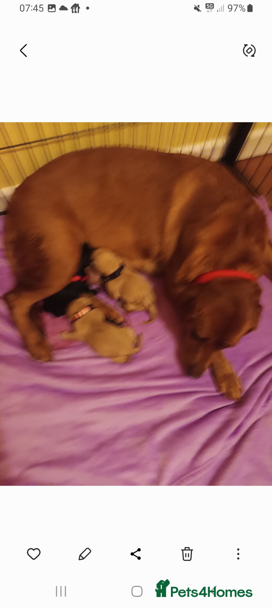 Labrador Retriever dogs Labrador retrivers  puppies for sale - Advert 3