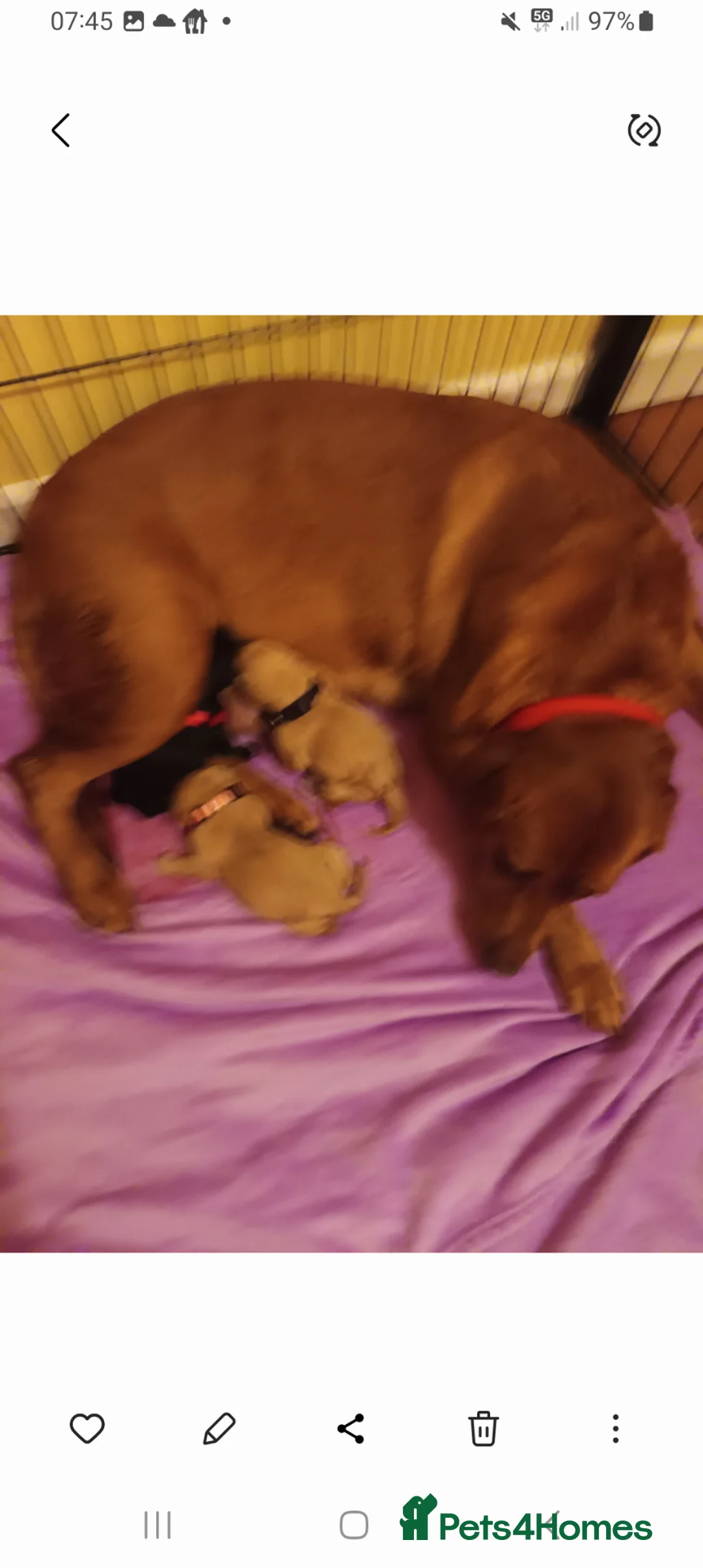 Labrador Retriever dogs for sale: Labrador retrivers  puppies for sale - Advert 1