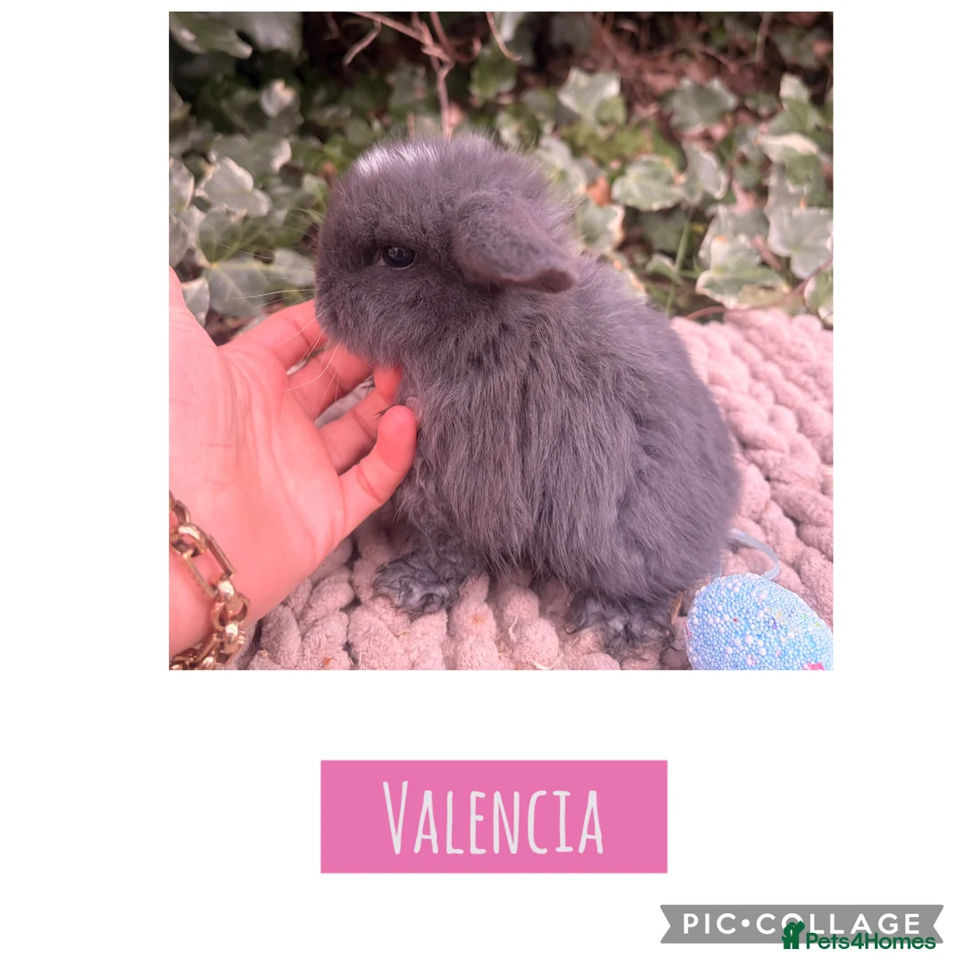 Mini Lop rabbits for sale: Adorable mini lop babies  - Advert 2