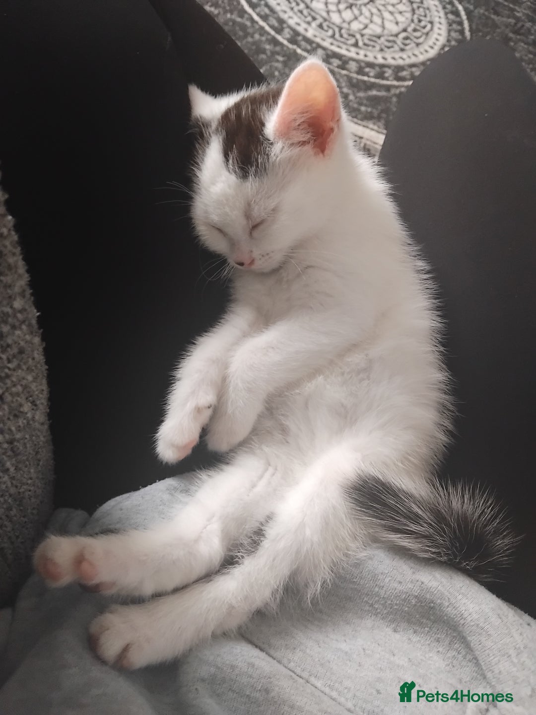 Mixed Breed cats for sale: Sister Kittens Available  - Advert 2