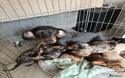 Dachshund dogs for sale: Beautiful litter of Dachshund puppies  - Image 7