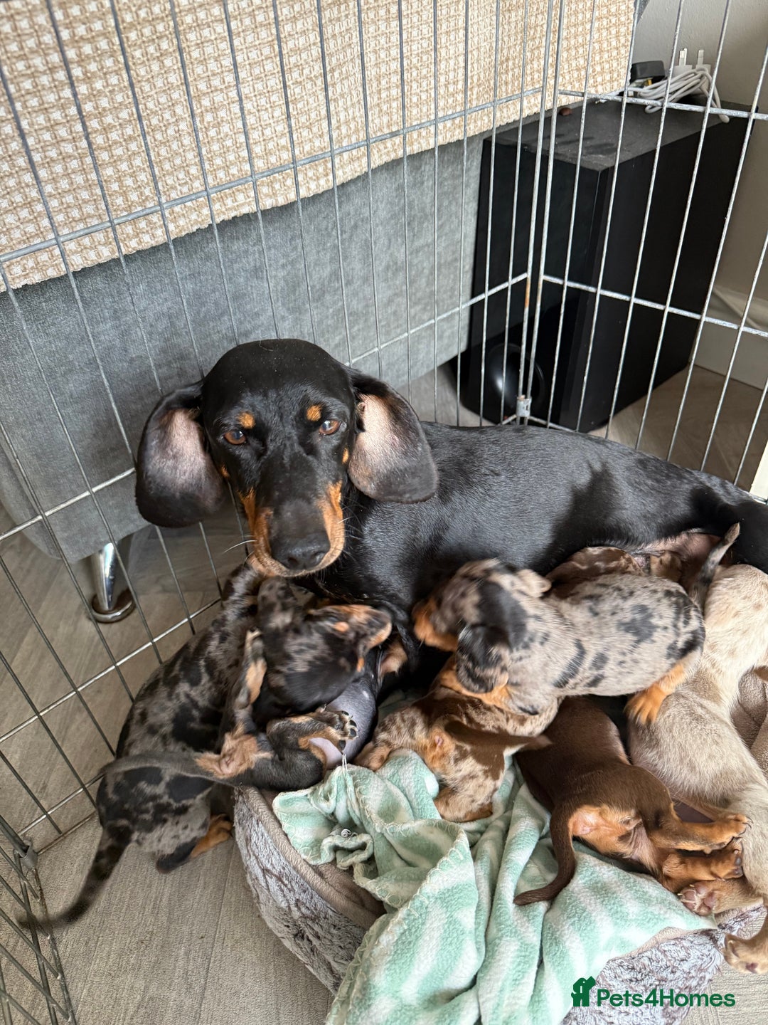 Dachshund dogs for sale: Beautiful litter of Dachshund puppies  - Image 7