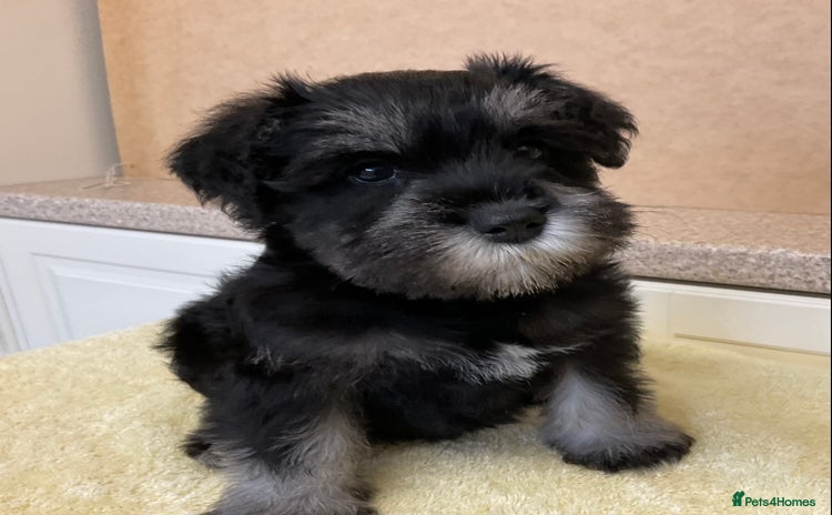 Miniature Schnauzer dogs - Advert 2