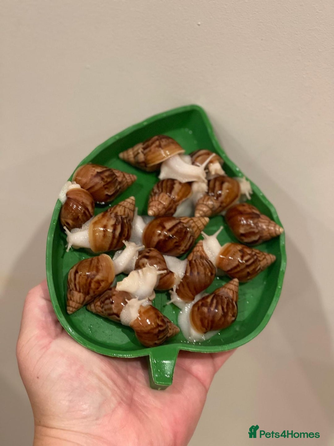 Snails invertebrates for sale: Giant African Land Snails (Achantina Fulica) - Image 3