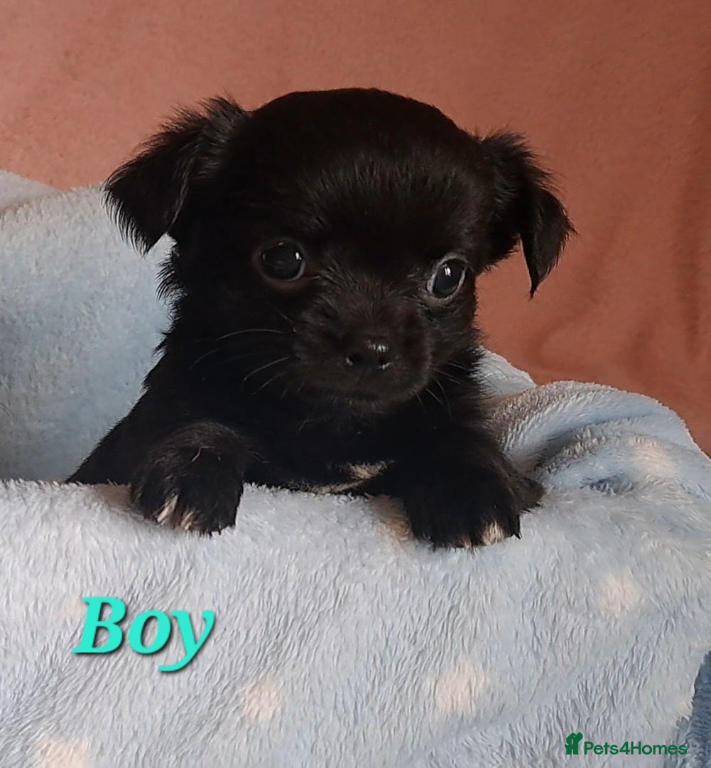 Chihuahua dogs Long Coat Chihuahua puppies for sale - Advert 4