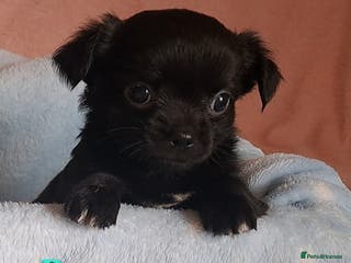 Chihuahua dogs Long Coat Chihuahua puppies for sale - Advert 4