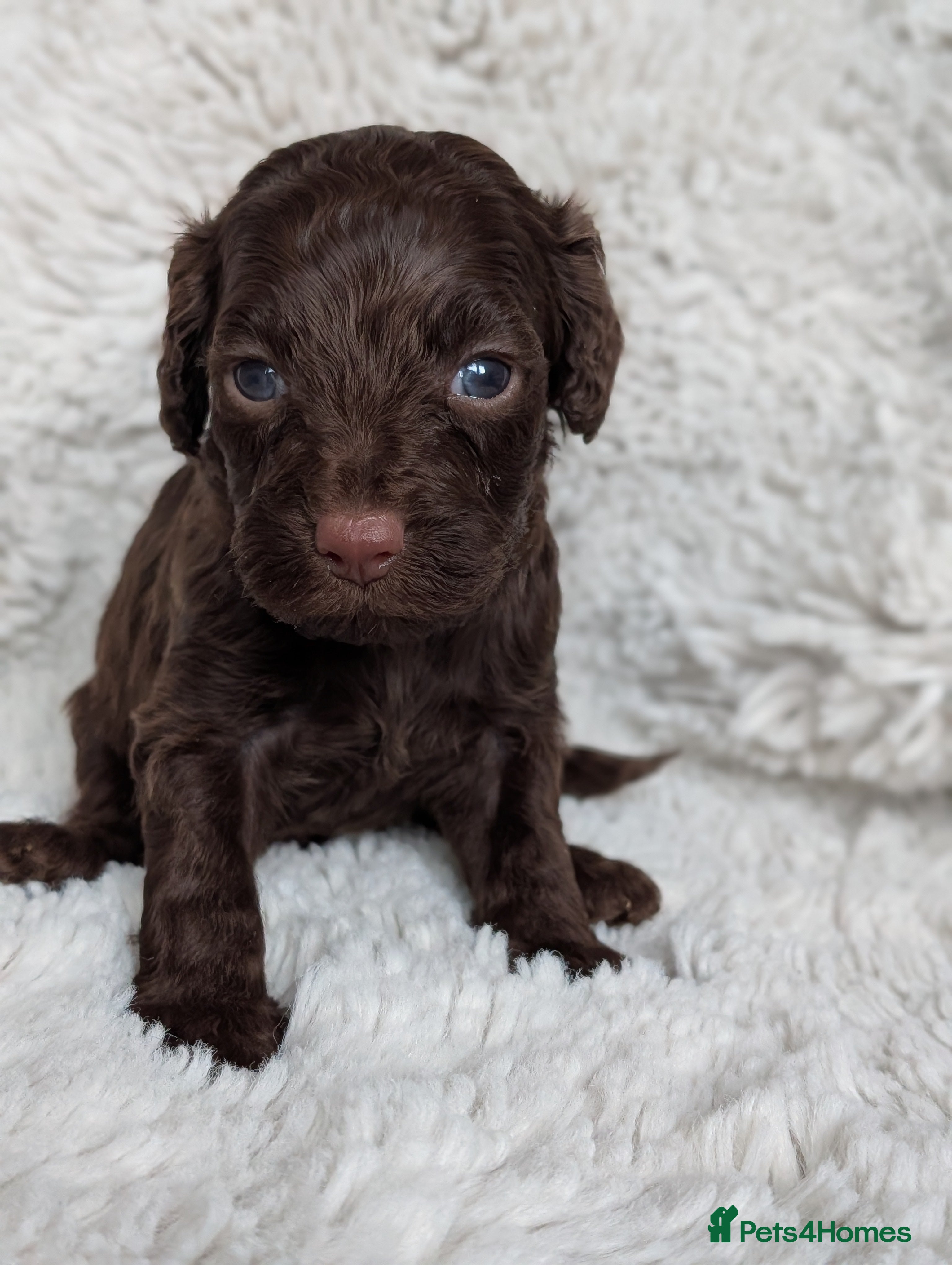 Cockapoo dogs PRA clear. Chocolate and Phantom Cockapoo pups - Advert 14