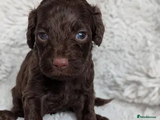 Cockapoo dogs PRA clear. Chocolate and Phantom Cockapoo pups - Advert 14