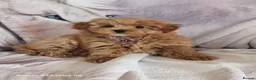Pomapoo dogs for sale: Fabulous  pomapoo puppies  - Advert 8