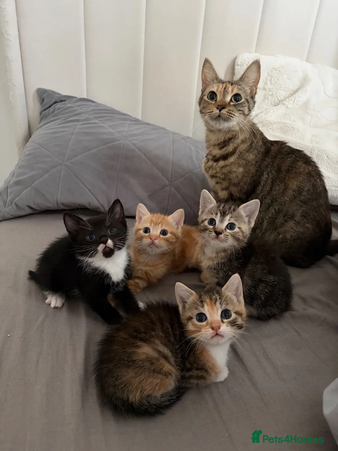 Domestic Shorthair cats for sale: 3 kittens looking for forever home 🐾 - Advert 1