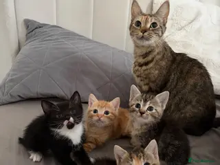 Domestic Shorthair cats 3 kittens looking for forever home 🐾 - Advert 4