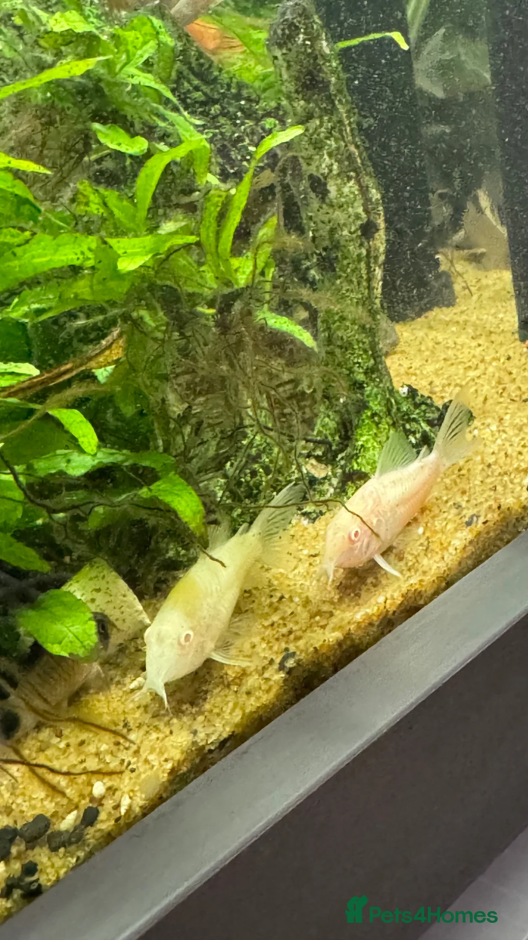 Other/Mixed Breed fish for sale: Fluval168L Aquarium+Cabinet+Fluval 407 Filter - Advert 2
