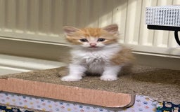 British Longhair cats for sale: Kittens for sale - Image 8