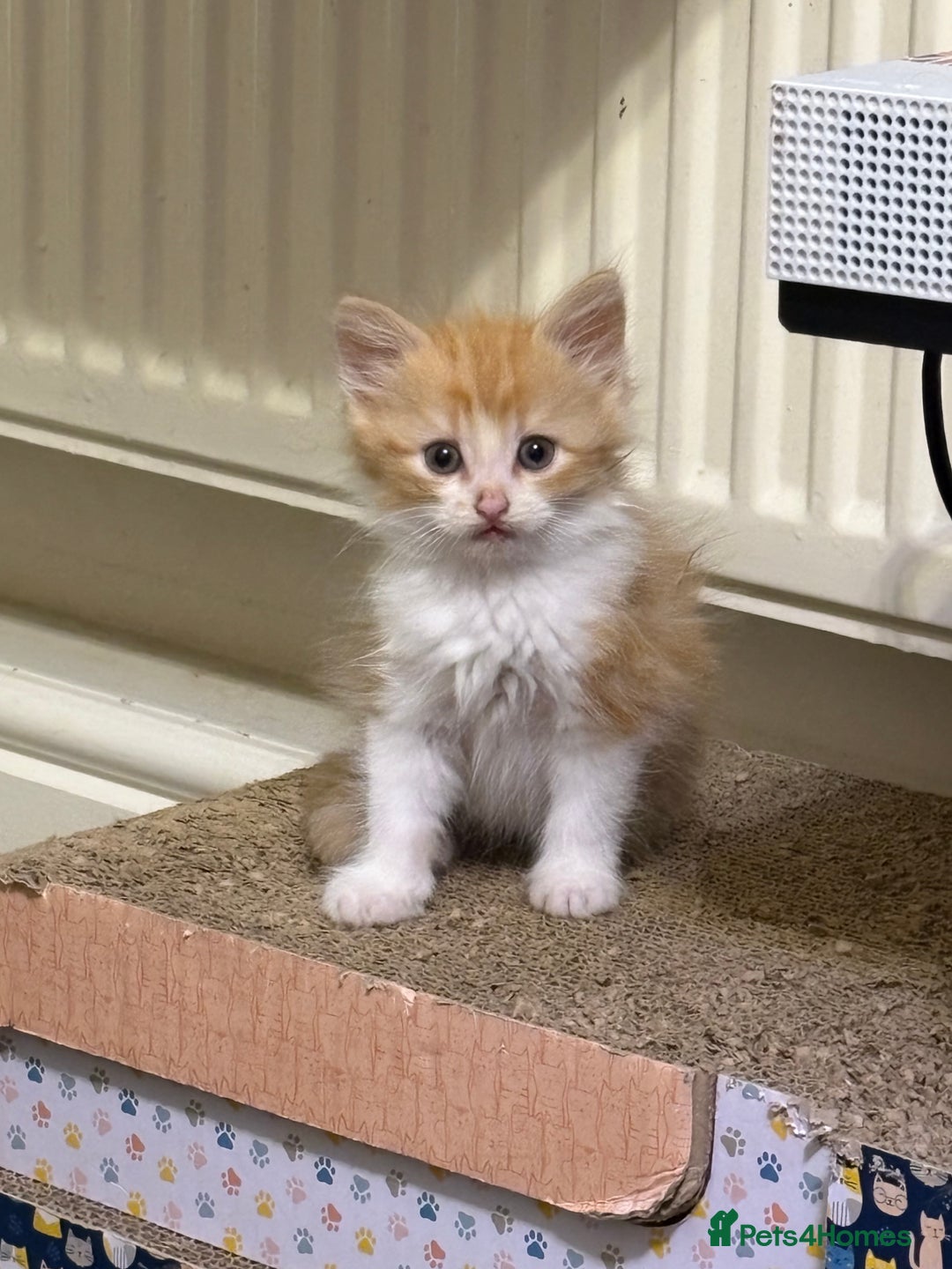 British Longhair cats for sale: Kittens for sale - Image 8