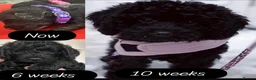 Cavapoo dogs for sale:  280 ALL CLEAR Extensively Health tested 🩷💙🐾 - Advert 9