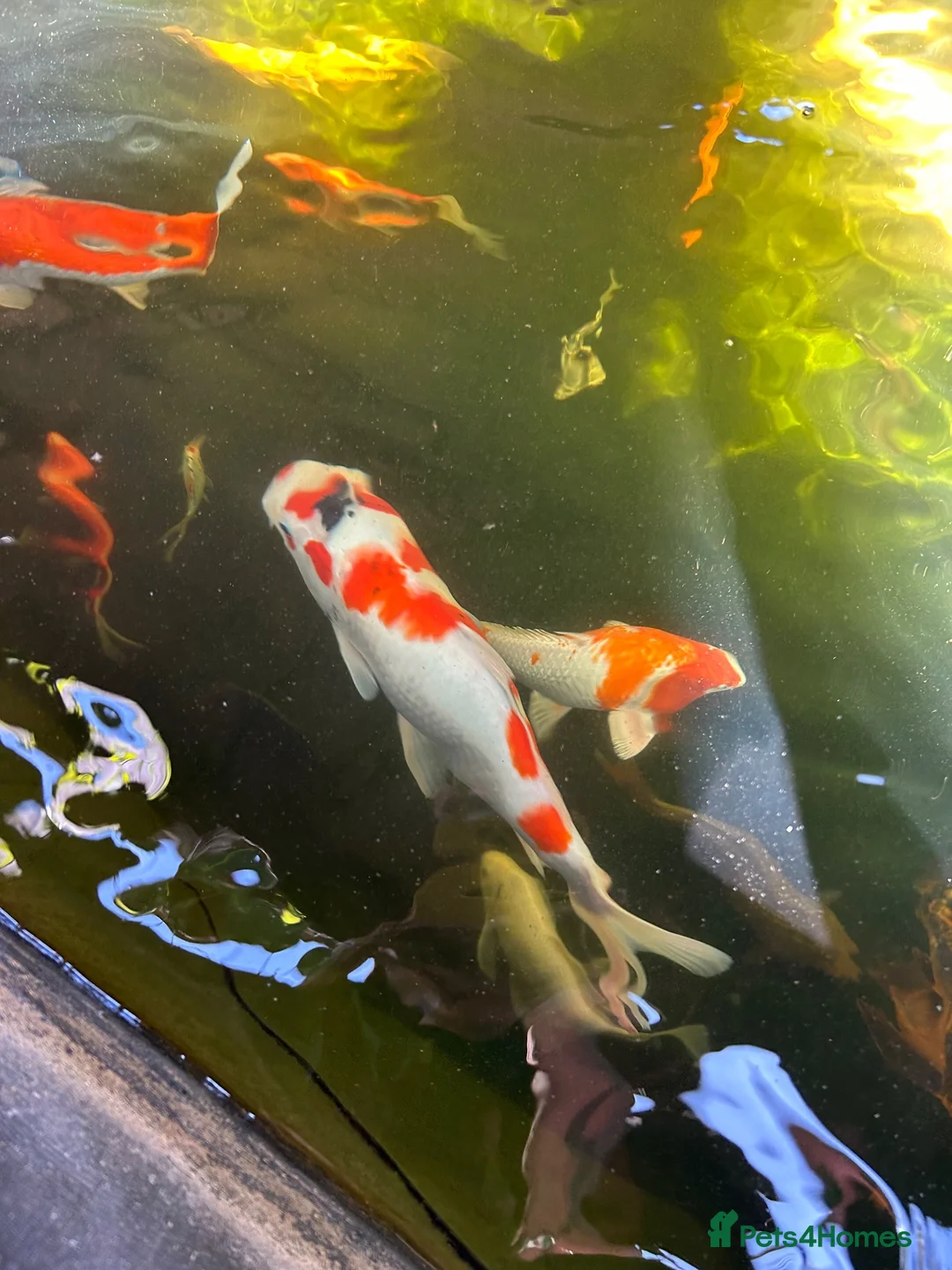 Koi Carp fish for sale: Various koi - Advert 2