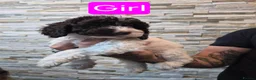 Cockapoo dogs for sale: 7 x F2 cockerpoo puppies 4 boys 3 girls - Advert 14
