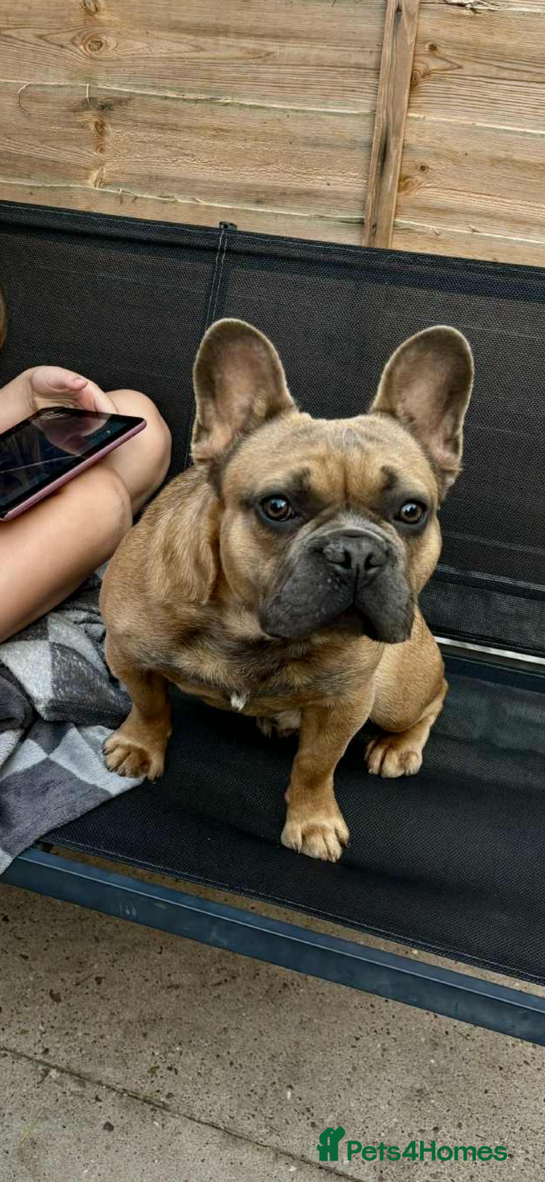 French Bulldog dogs for sale: BRUCE BEEDS A NEW HOME! - Advert 3