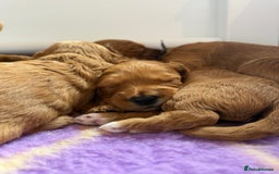 Australian Labradoodle dogs for sale: Red Australian Labradoodle Puppies - WALA Multigen - Image 10