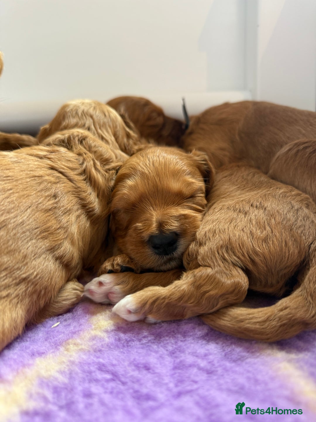Australian Labradoodle dogs for sale: Red Australian Labradoodle Puppies - WALA Multigen - Image 10